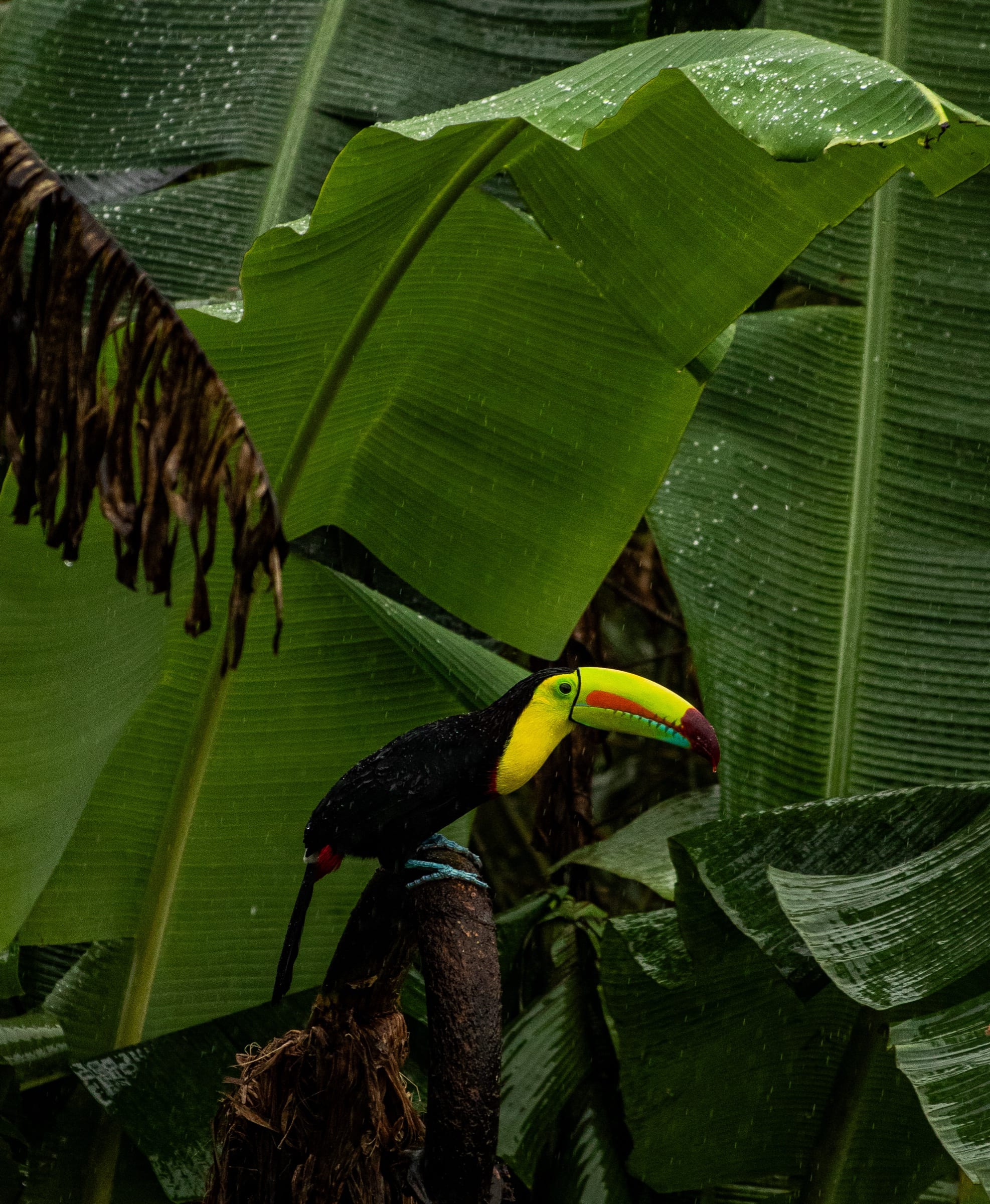 Keel-billed toucan perched under a wet banana leaf