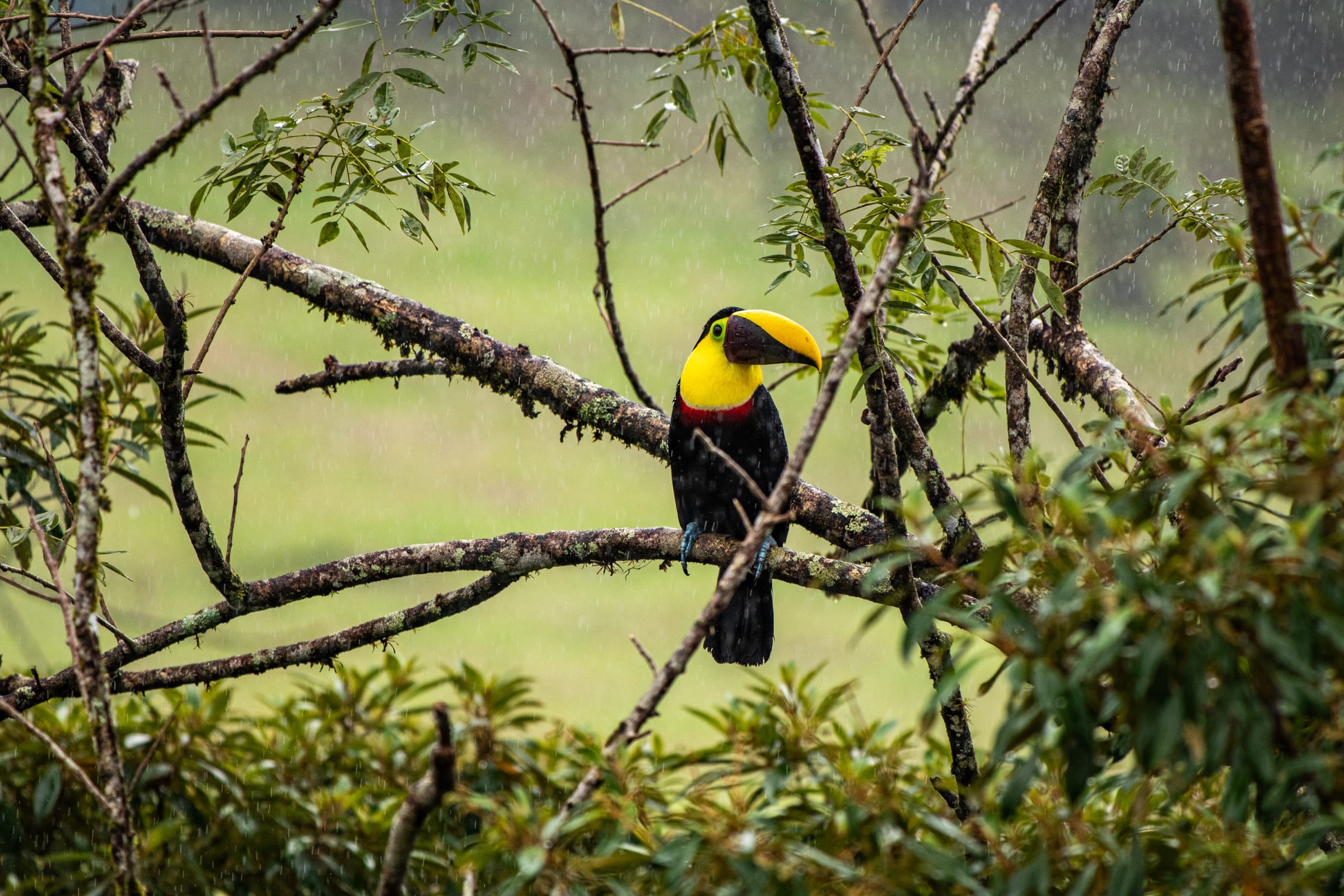 Toucan on bare branches in the rain