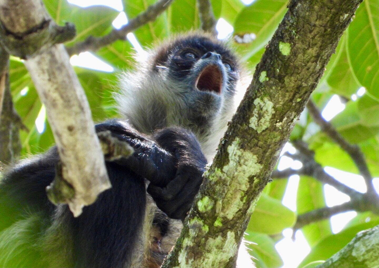 Monkey calling, backlit among the canopy leaves