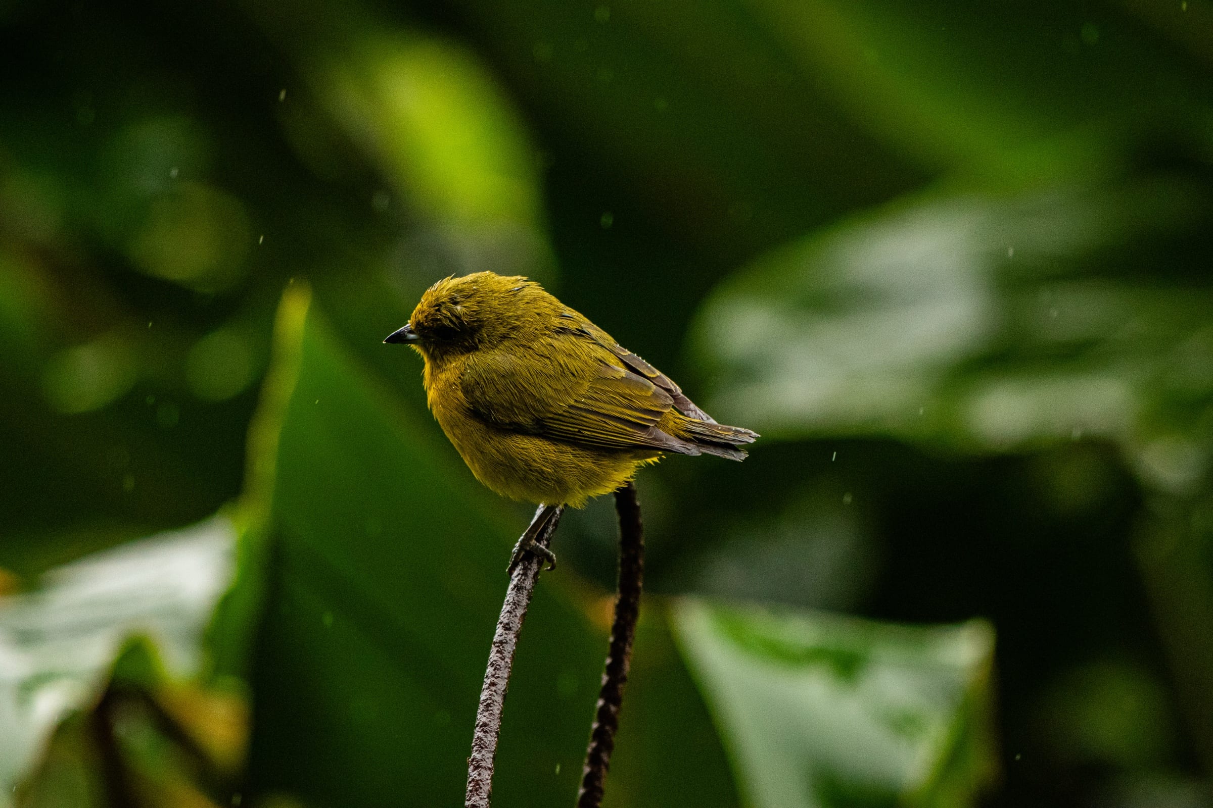 Yellow bird on a stem, raindrops suspended in the air
