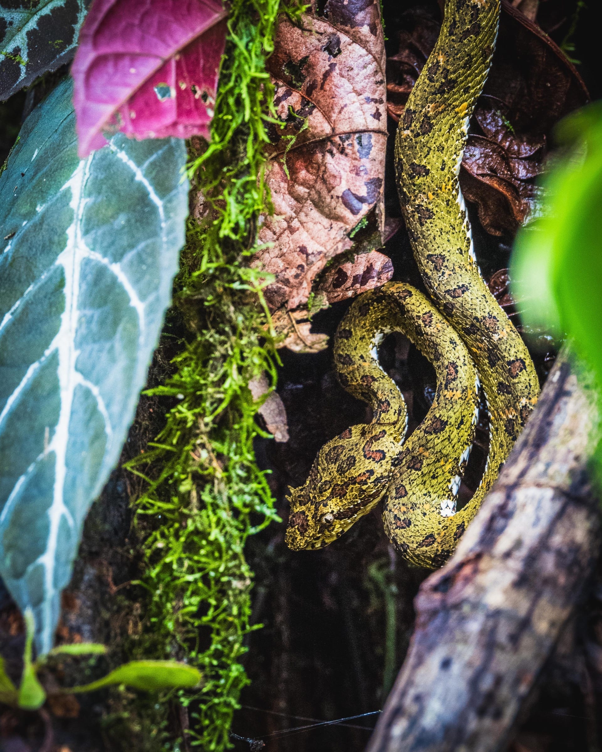 Green eyelash viper coiled on a mossy trunk