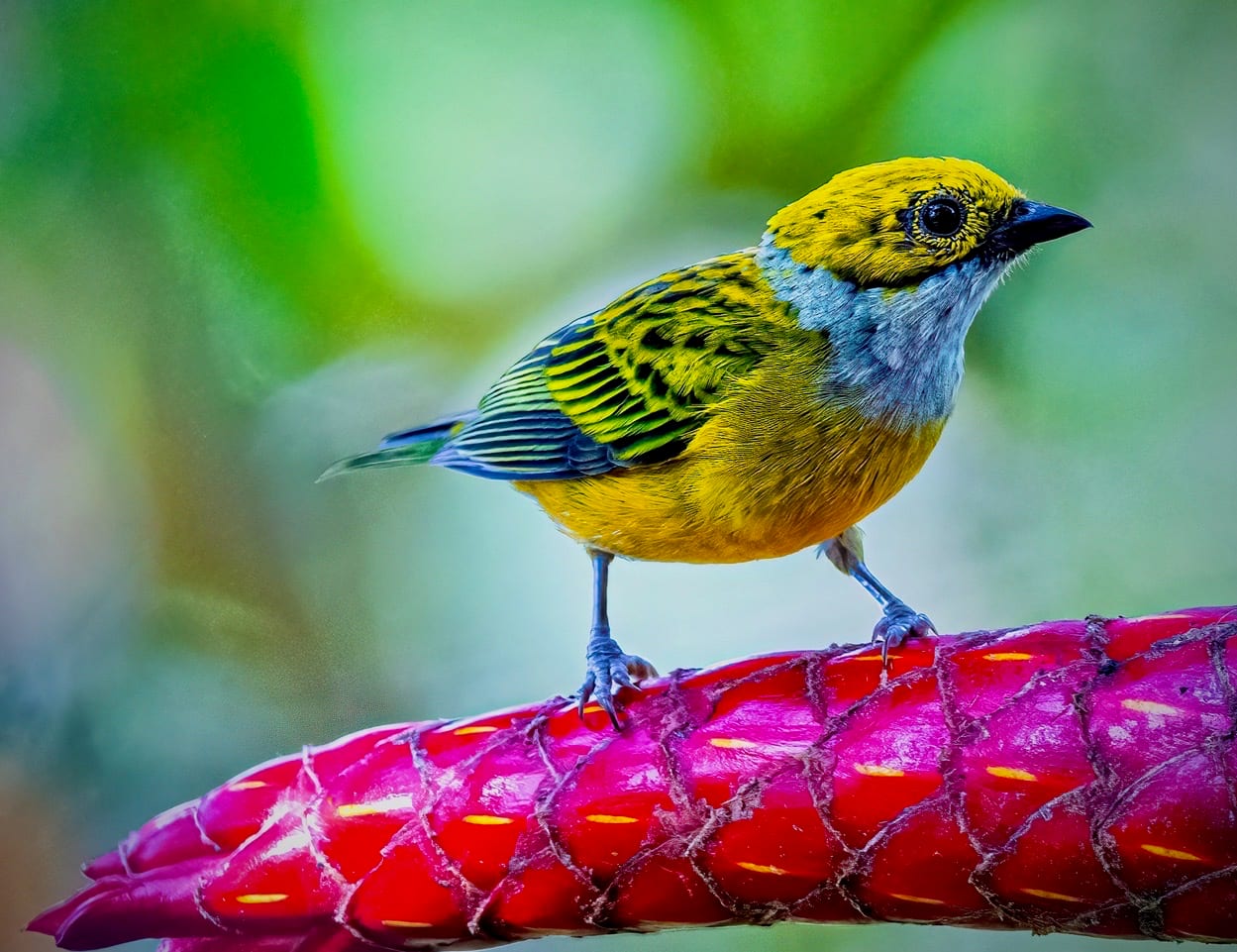 Golden bird perched on a red bract