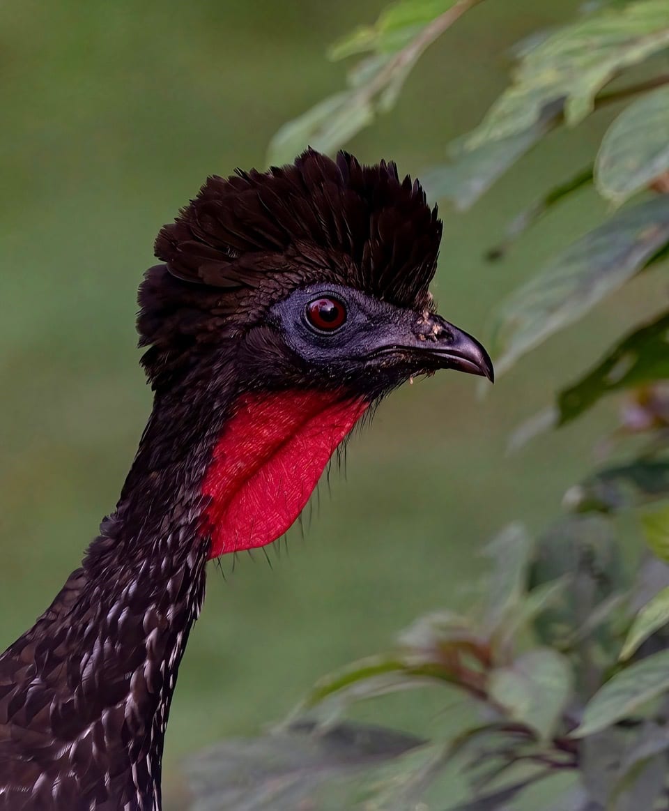 Portrait of a crested bird with a red wattle
