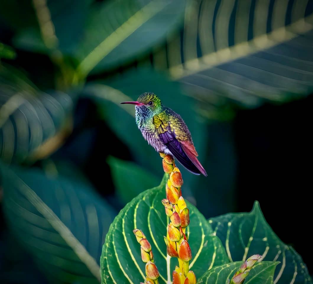 Jungle Life