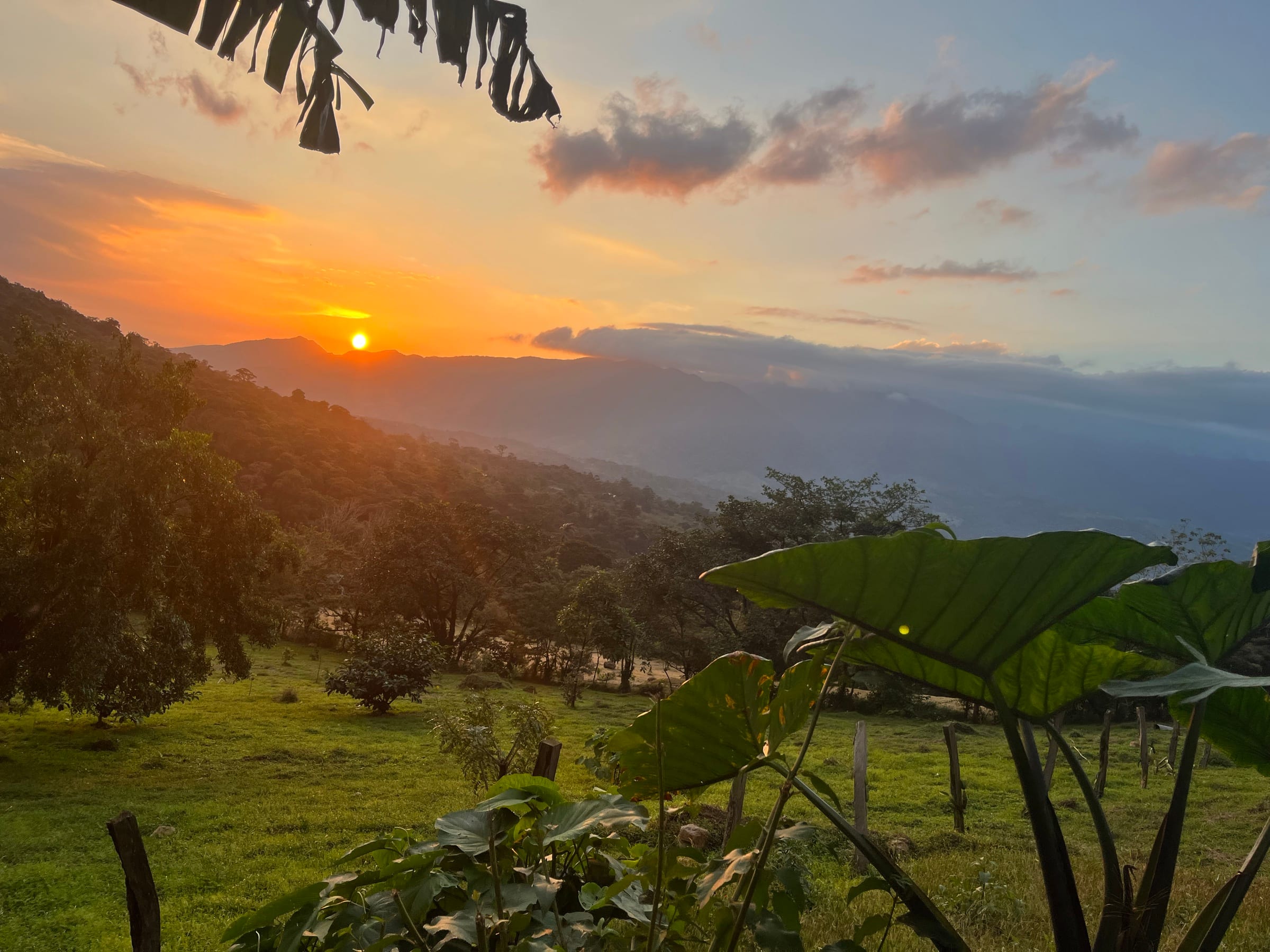 The sun setting behind the ridge, seen from the property through banana and elephant-ear leaves