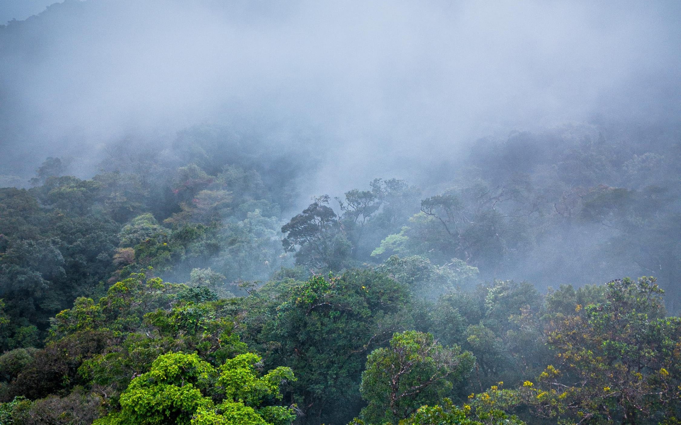 Fog rising over the cloud forest canopy